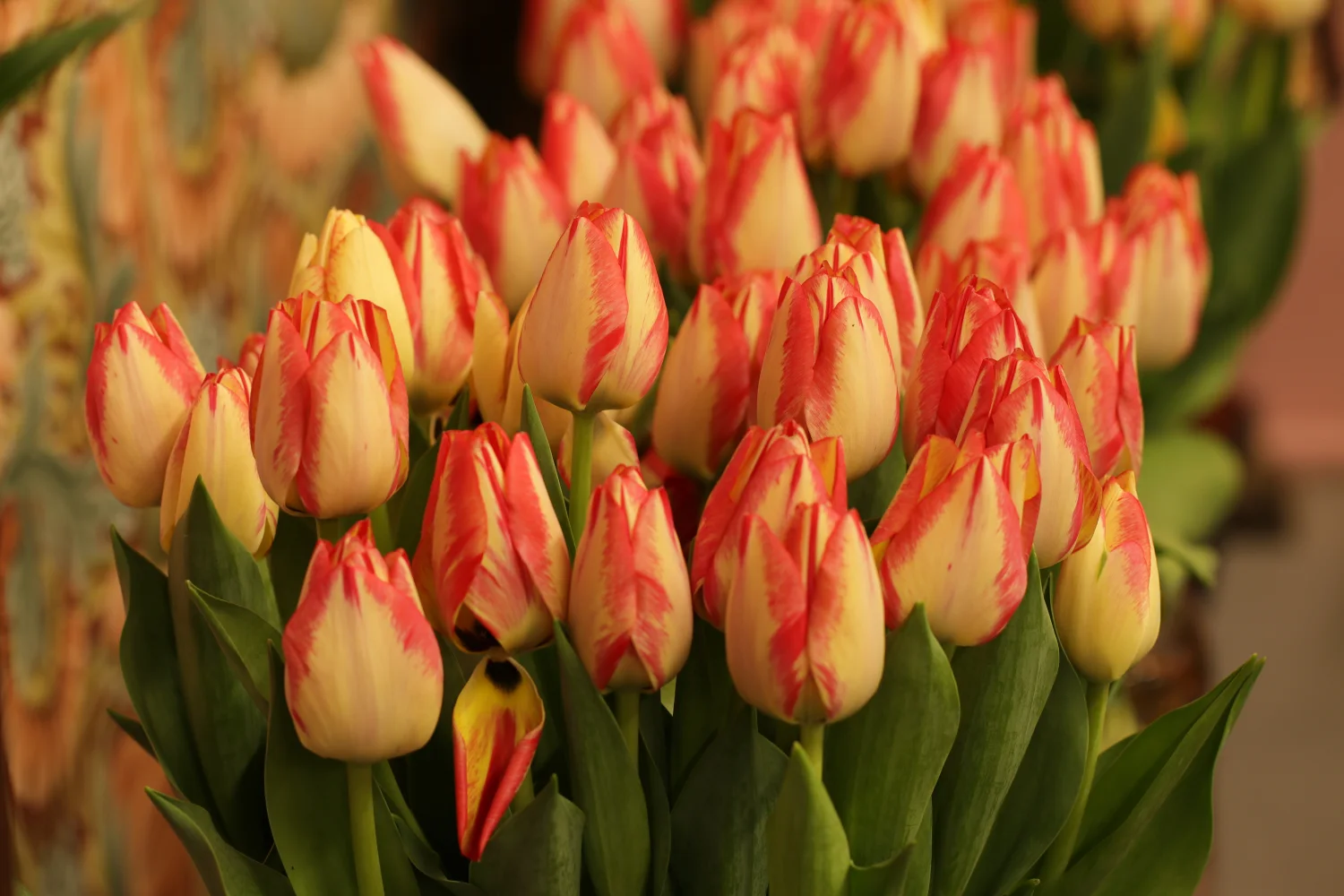 Blumen – Viele Tulpen in Nahaufnahme