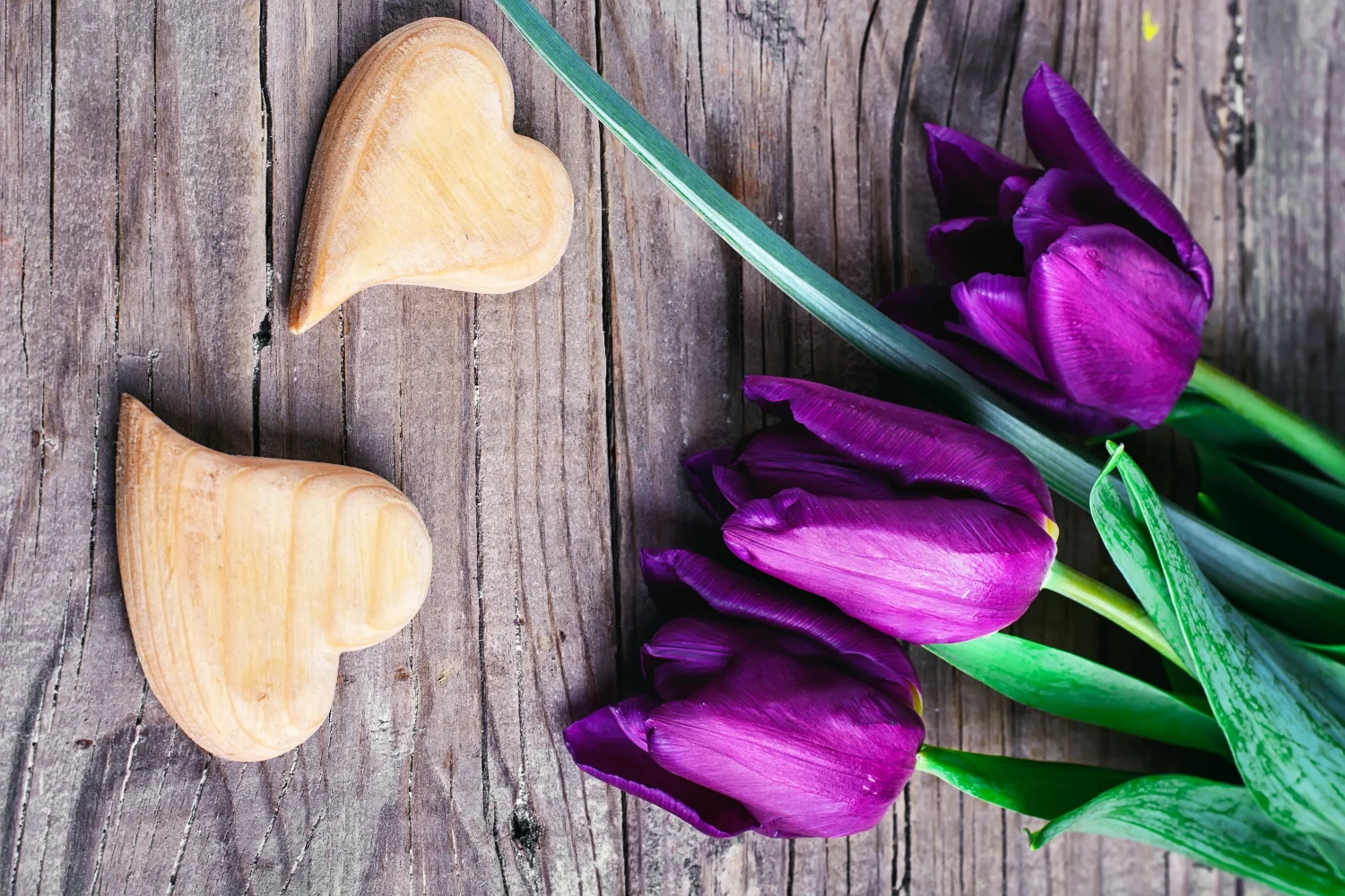 Blumen – Violette Tulpen mit Herzen