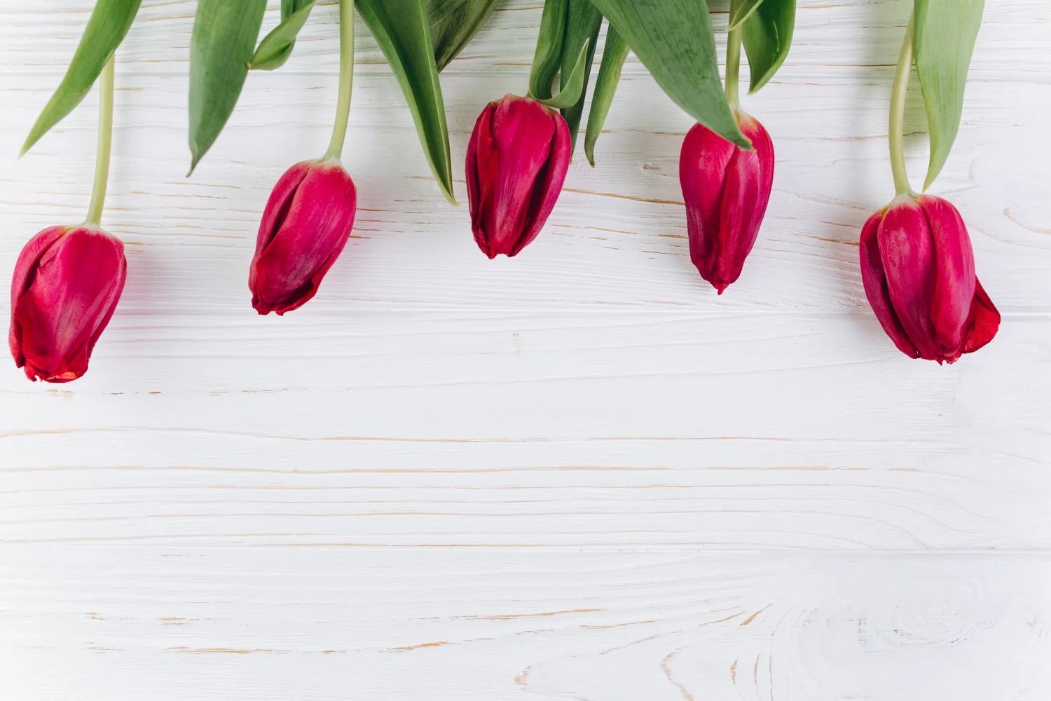 Blumen – roten Tulpen vor weißem Hintergrund