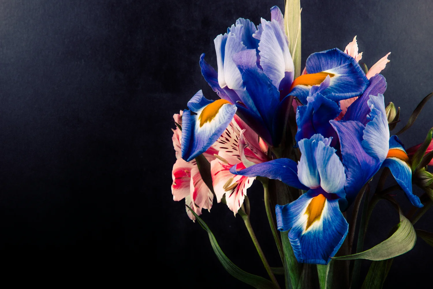 Blumenstrauß Blume Iris und Inkalilien vor schwarzem Hintergrund