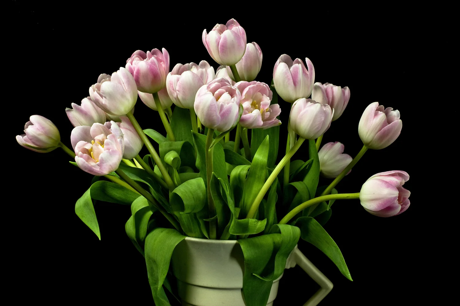Blumenstrauß rosa Tulpen in Vase vor schwarzem Hintergrund