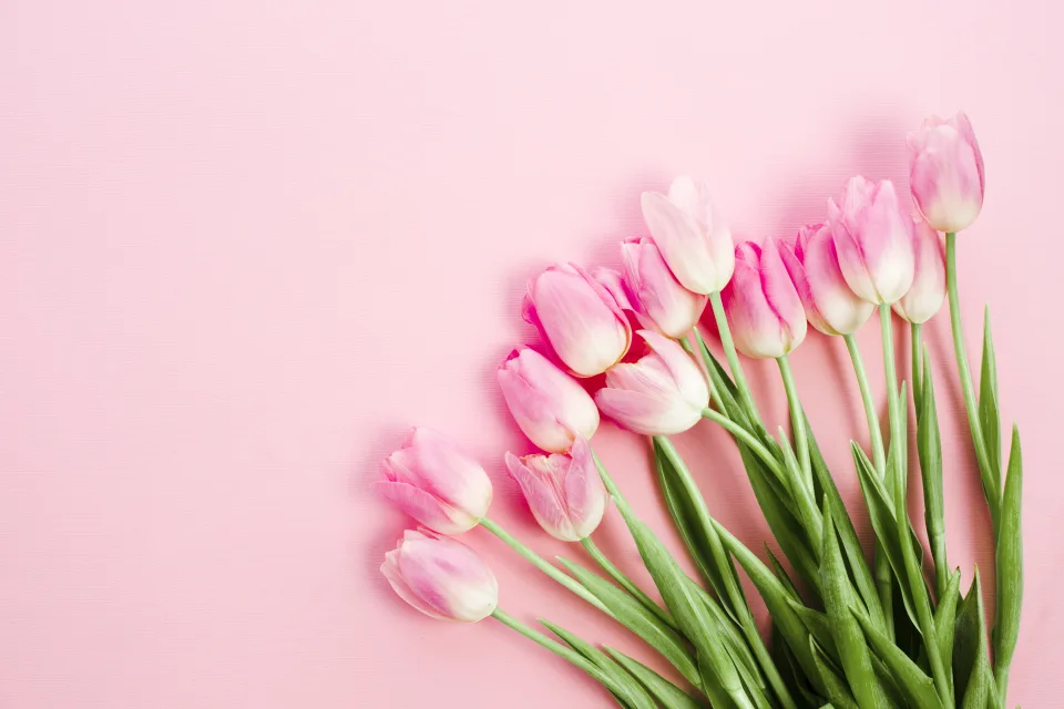 Blumenstrauß rosa Tulpen mit grünen Blättern im Frühling