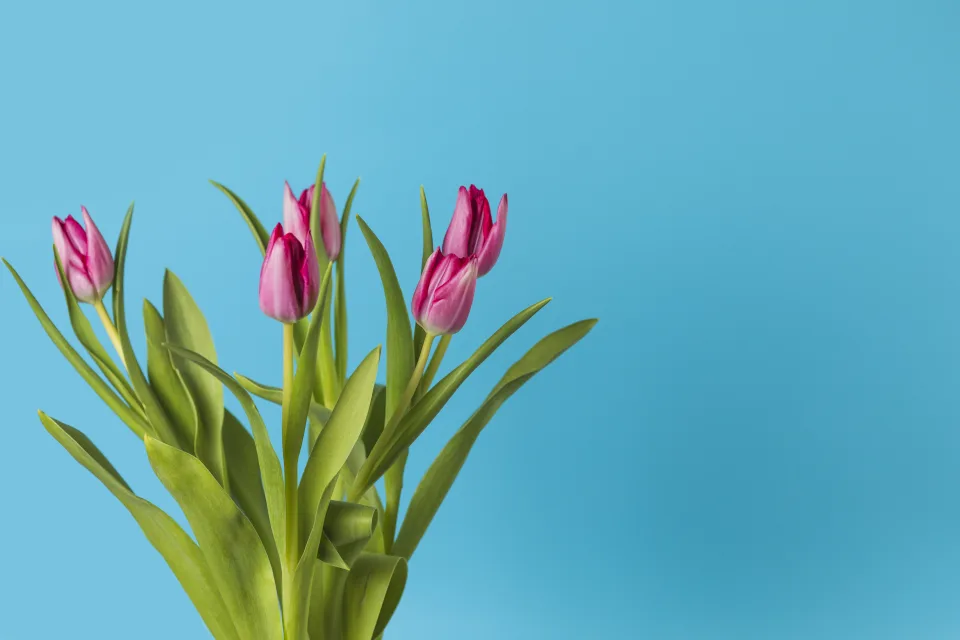 Blumenstrauß rosa Tulpen vor hellblauem Hintergrund