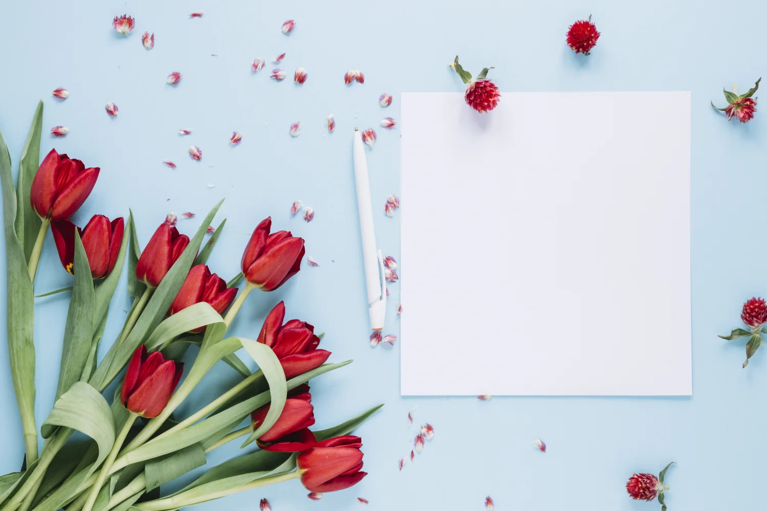 Blumenstrauß roten Tulpen mit weißen vor hellblauem Hintergrund, Vorlage