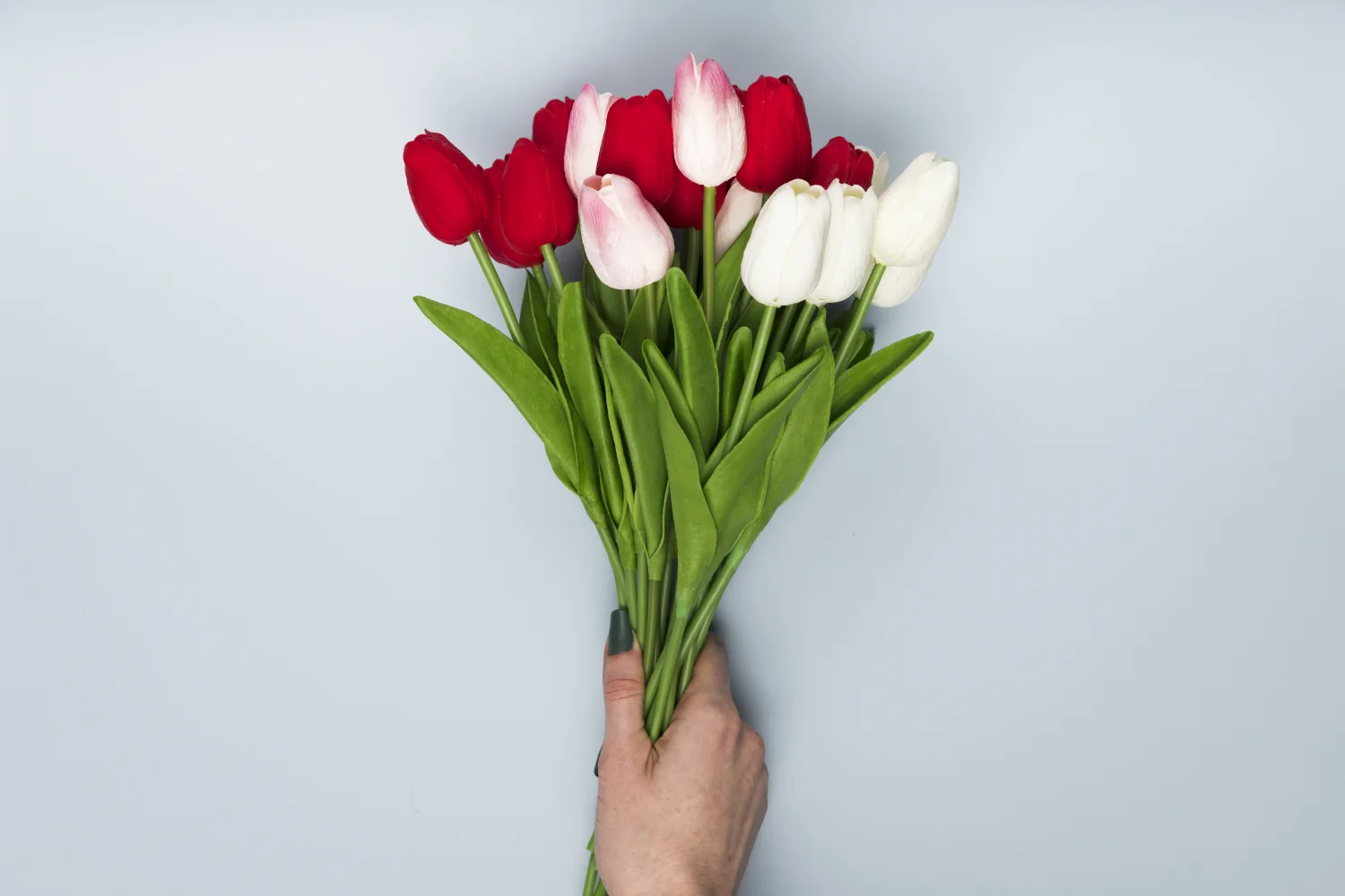 Blumenstrauß weißen und roten Blume Tulpen vor grauem Hintergrund