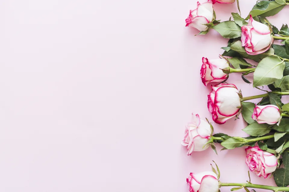 Blumenstrauß zarten Rose vor rosa Hintergrund, Vorlage