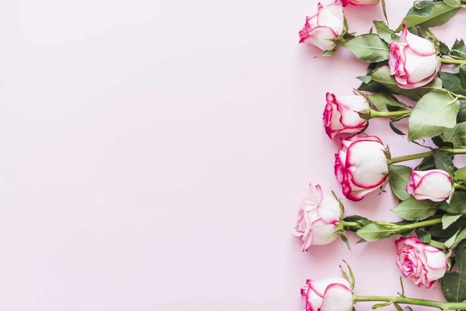 Blumenstrauß zarten Rose vor rosa Hintergrund, Vorlage