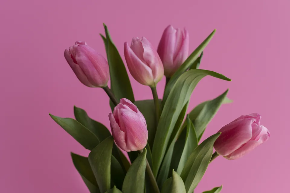 Zarte Tulpen vor rosa Hintergrund
