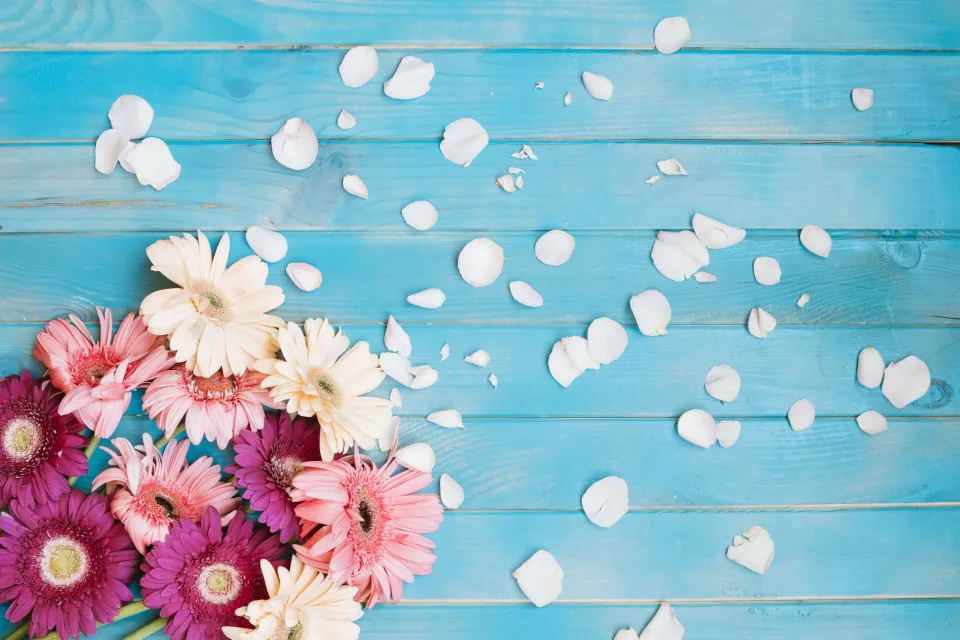 Bunte Gerbera mit Blütenblättern vor hellblauem Hintergrund