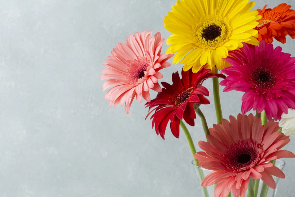Bunte Gerbera vor grauem Hintergrund in Nahaufnahme