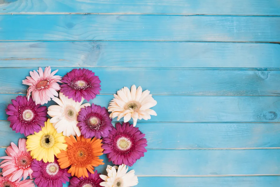 Bunte Gerbera vor hellblauem Hintergrund