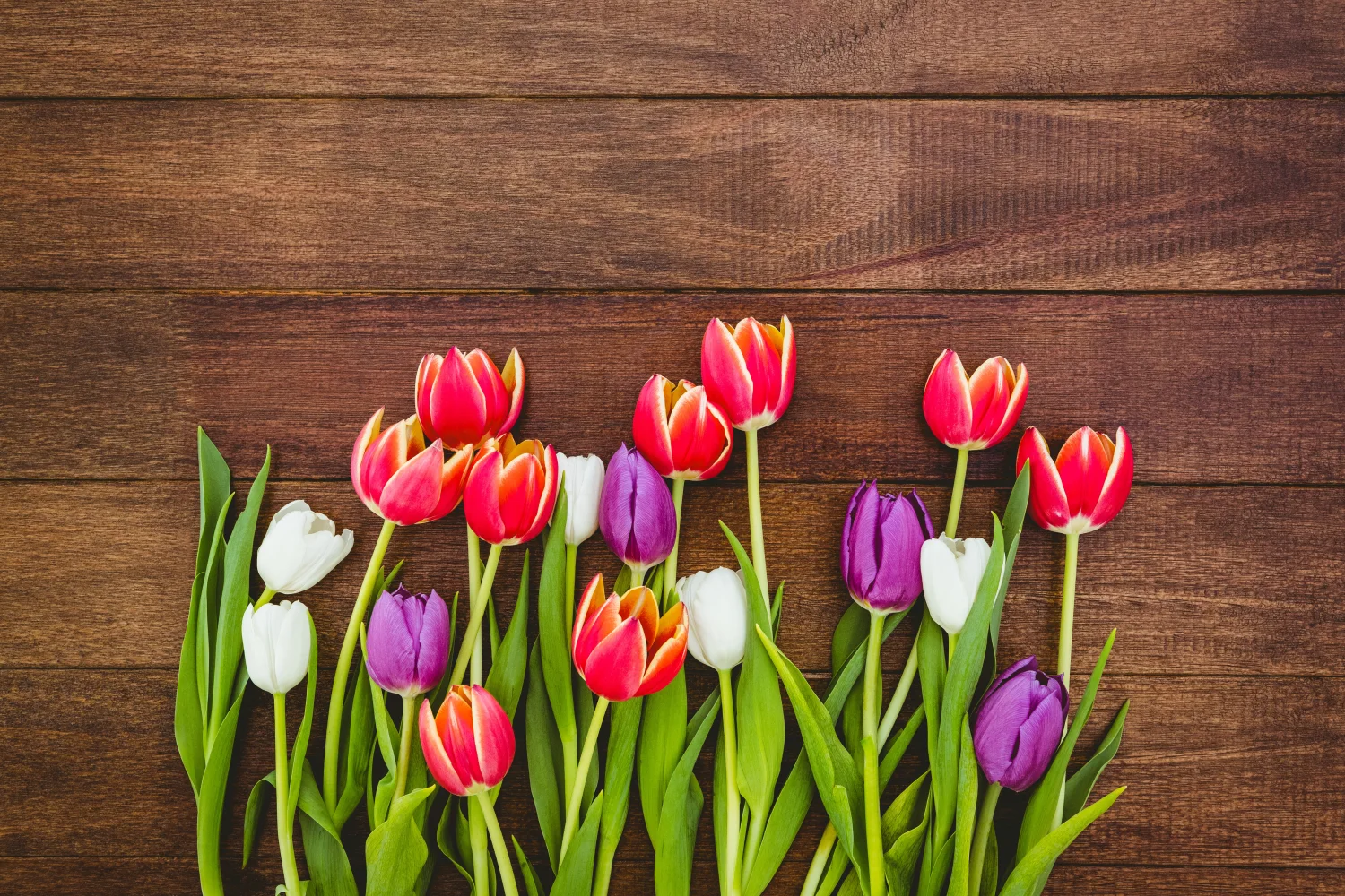 Bunte Tulpen auf hölzernem Hintergrund
