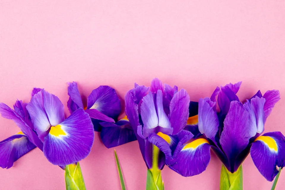 Drei Blume Iris vor rosa Hintergrund
