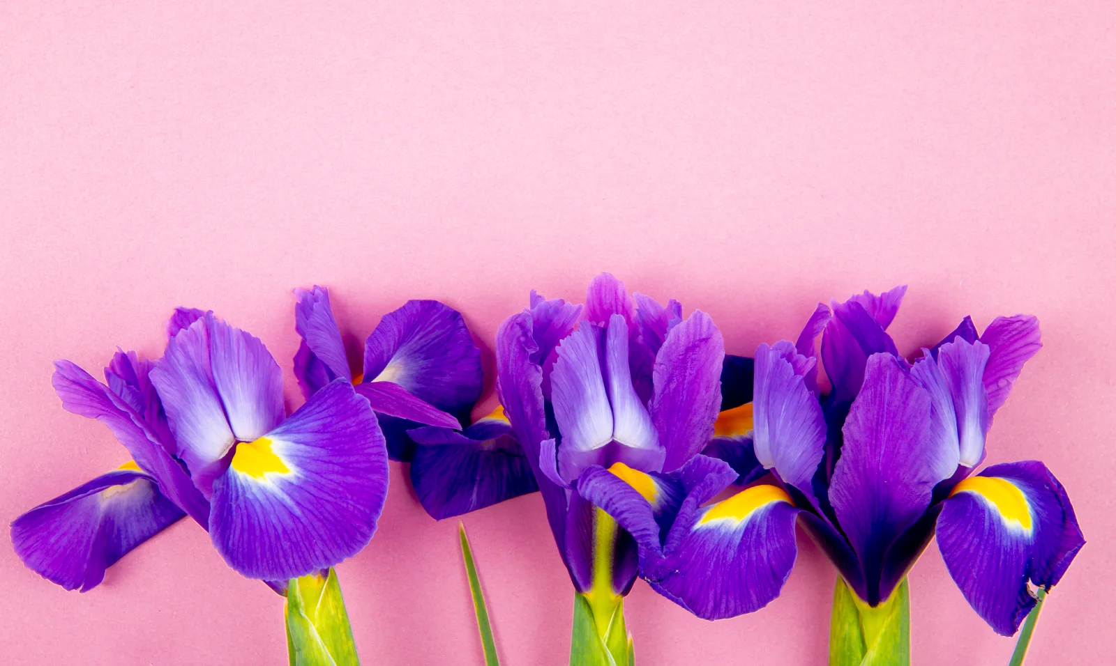 Drei Blume Iris vor rosa Hintergrund