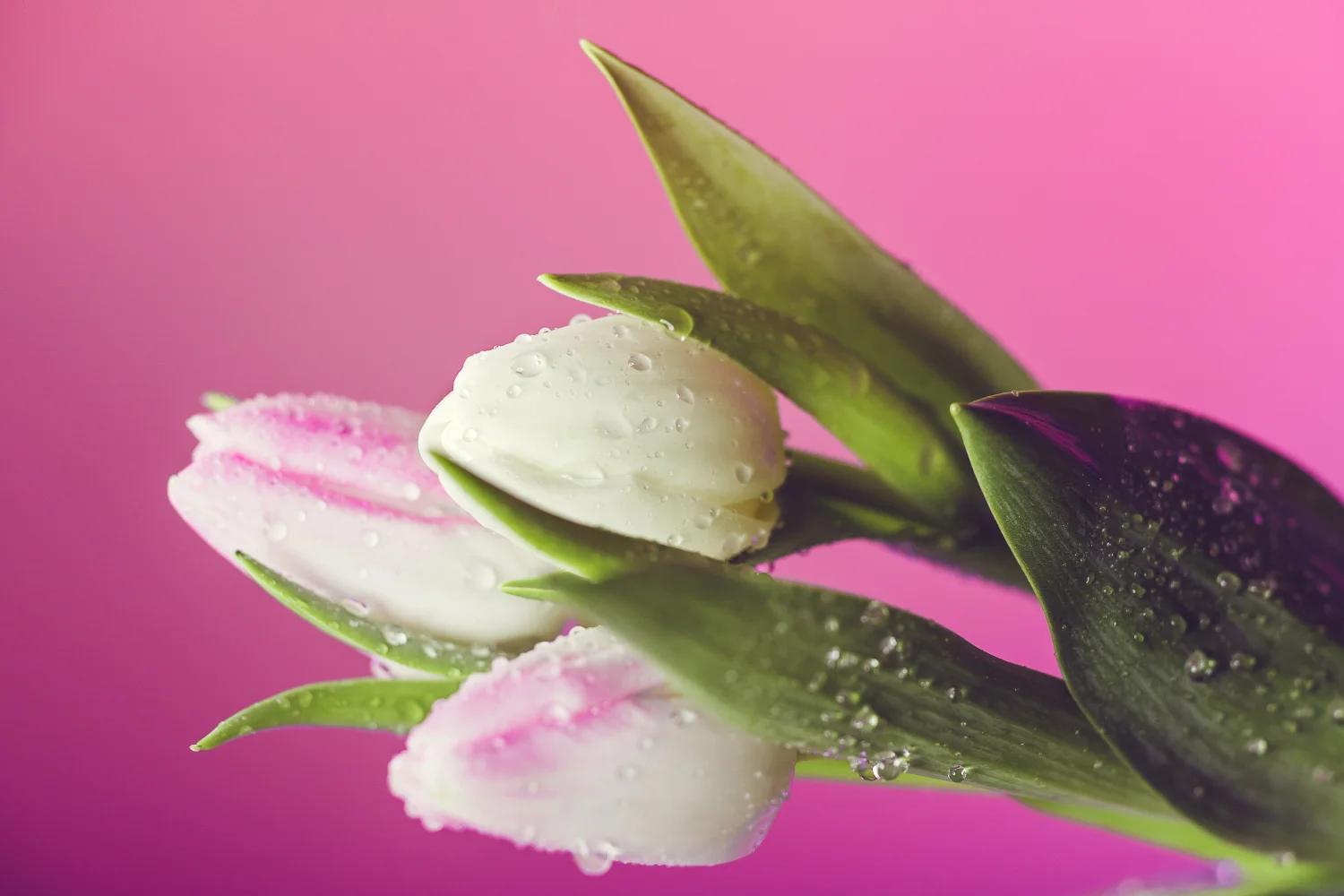 Drei Tulpen in Tropfen Wasser vor rosa Hintergrund