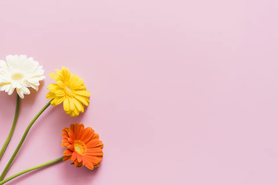 Drei bunte Gerbera vor rosa Hintergrund, Vorlage