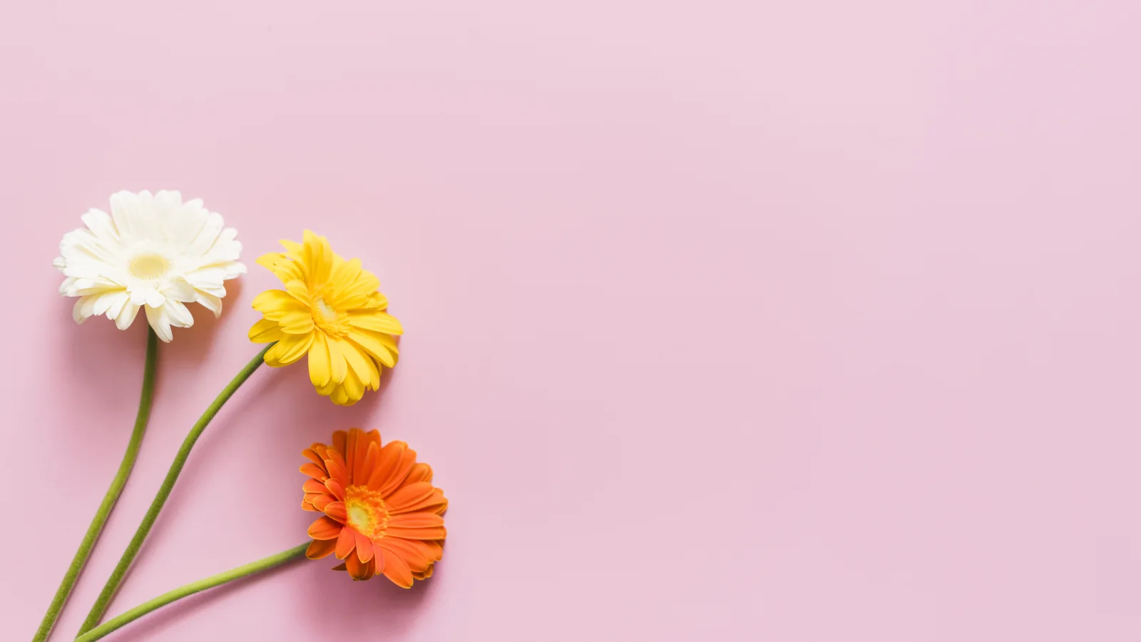 Drei bunte Gerbera vor rosa Hintergrund, Vorlage