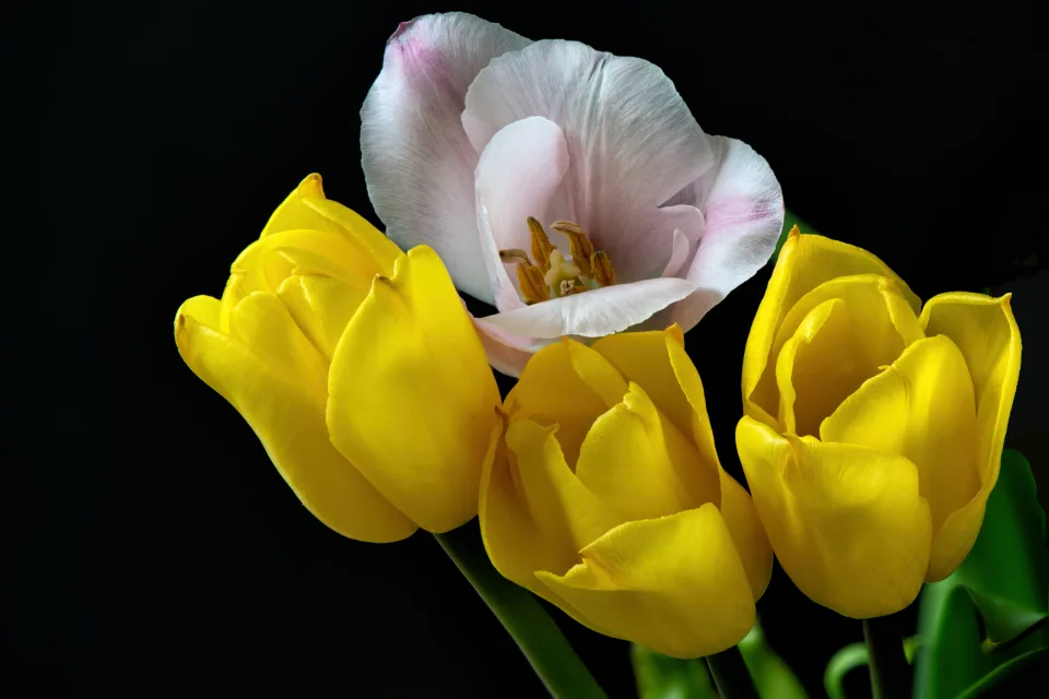 Drei gelben Tulpen und ein rosa vor schwarzem Hintergrund