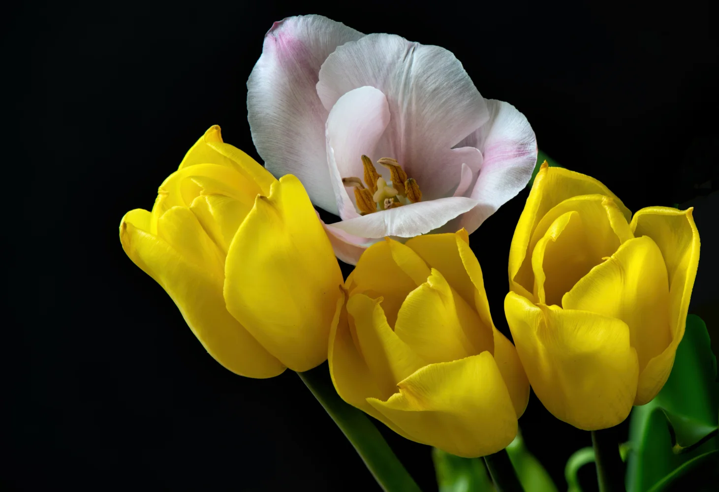 Drei gelben Tulpen und ein rosa vor schwarzem Hintergrund