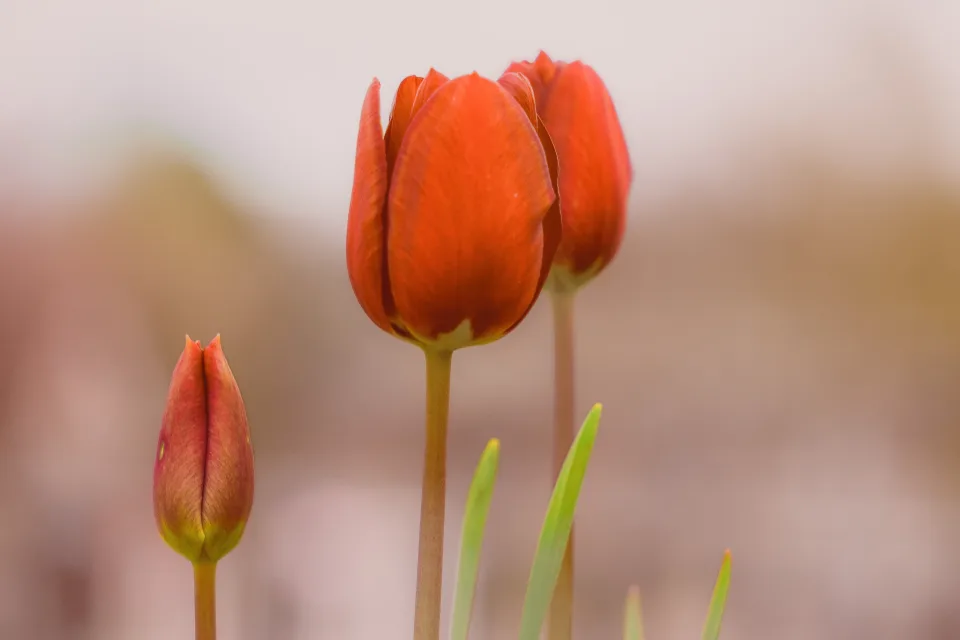 Drei roten Tulpen vor braunem Hintergrund