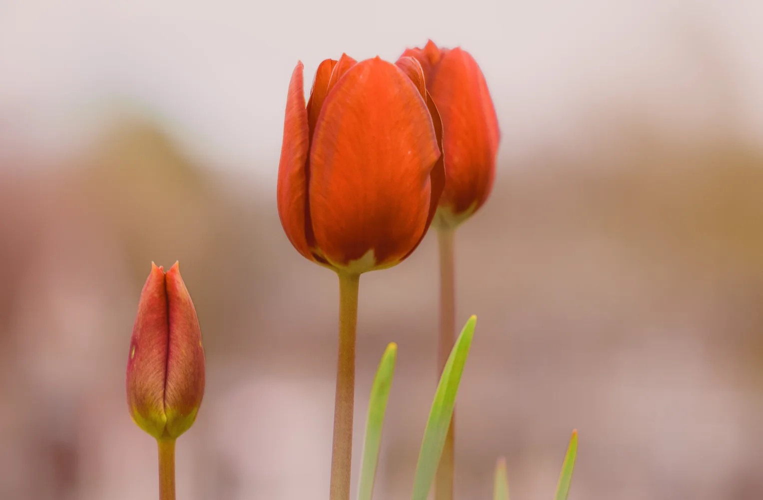 Drei roten Tulpen vor braunem Hintergrund