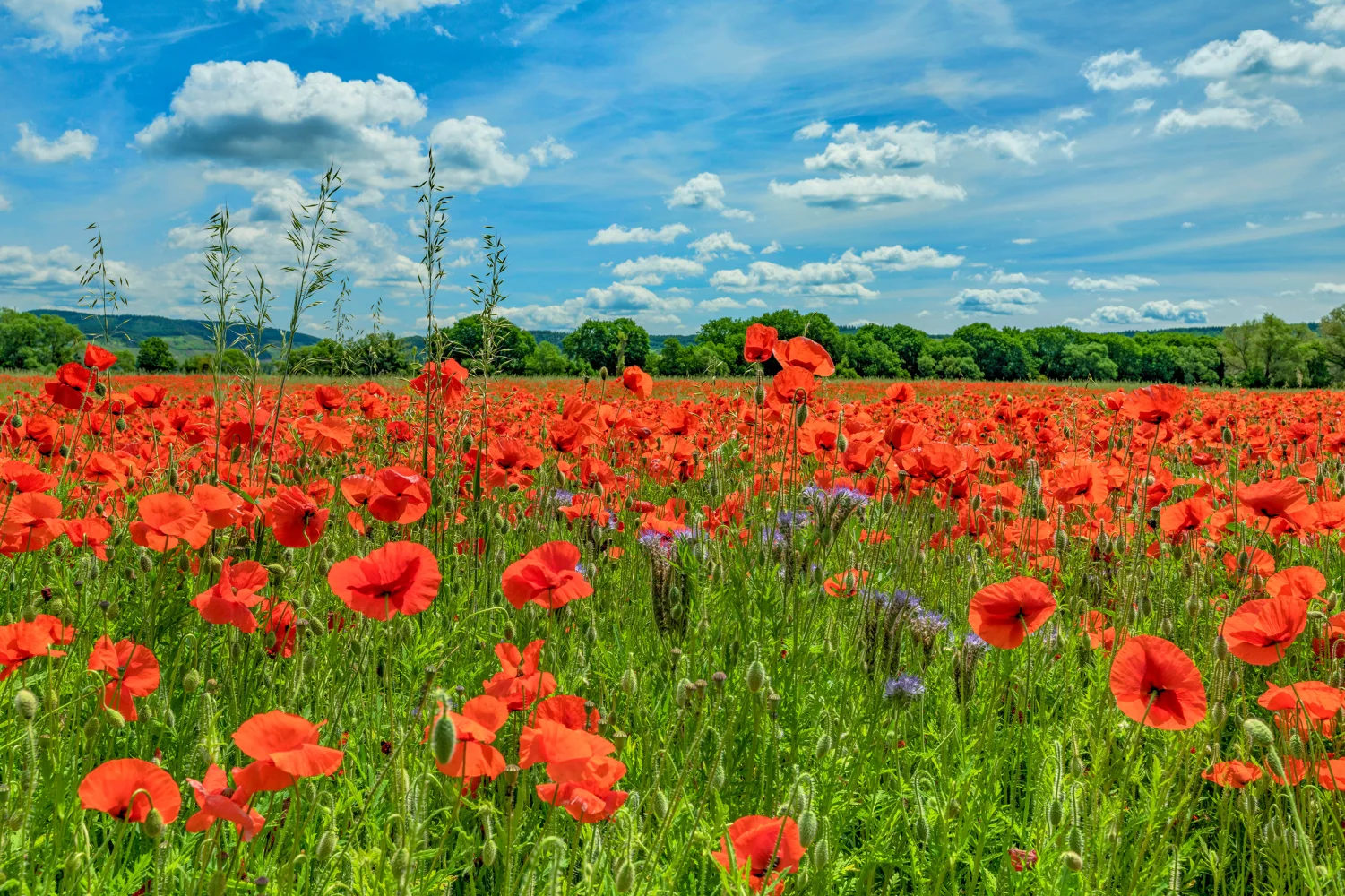 Feld mit roten unter hellblauem Himmel