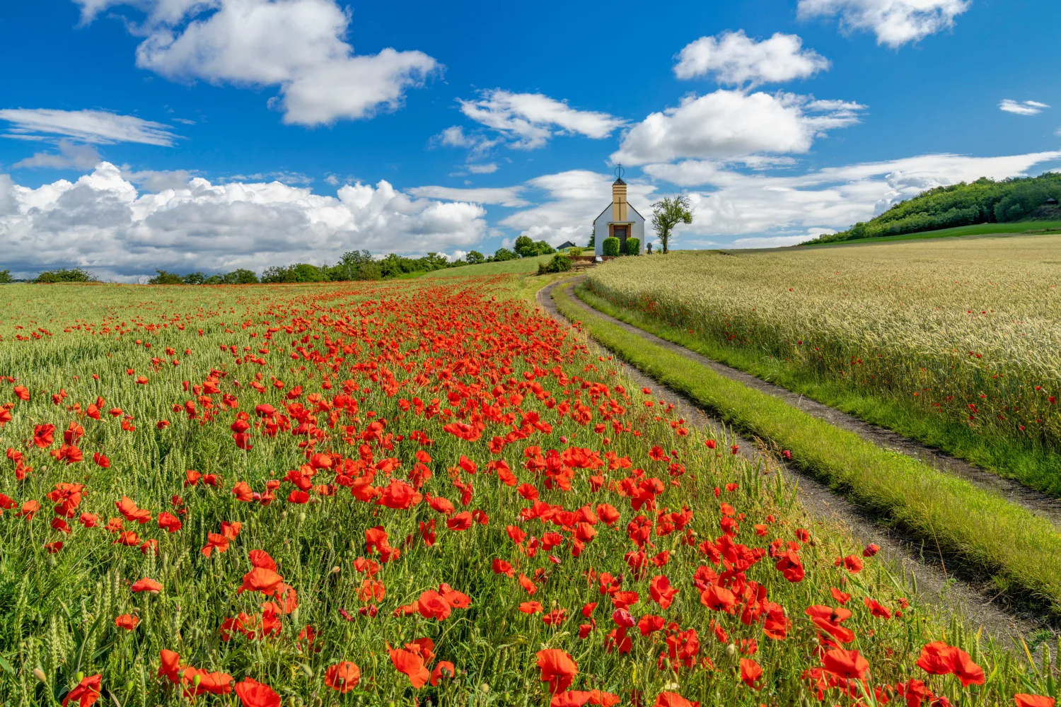 Feld roten unter hellblauem Himmel mit weißen Wolken