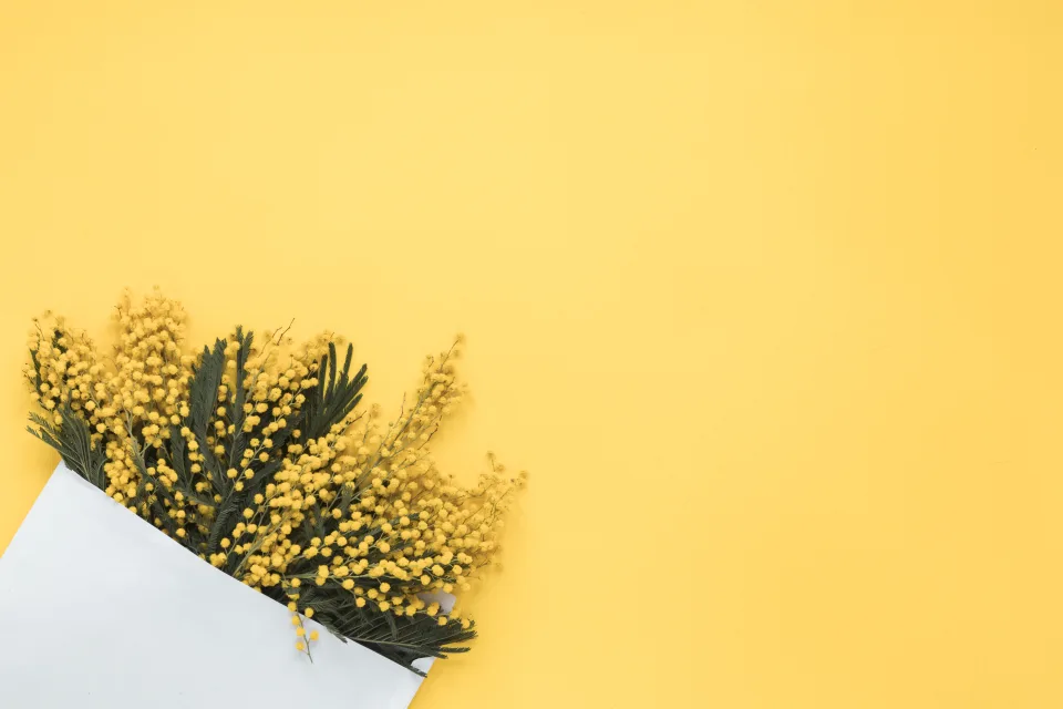 Gelbe Blume Mimose, Vorlage für Grußkarten