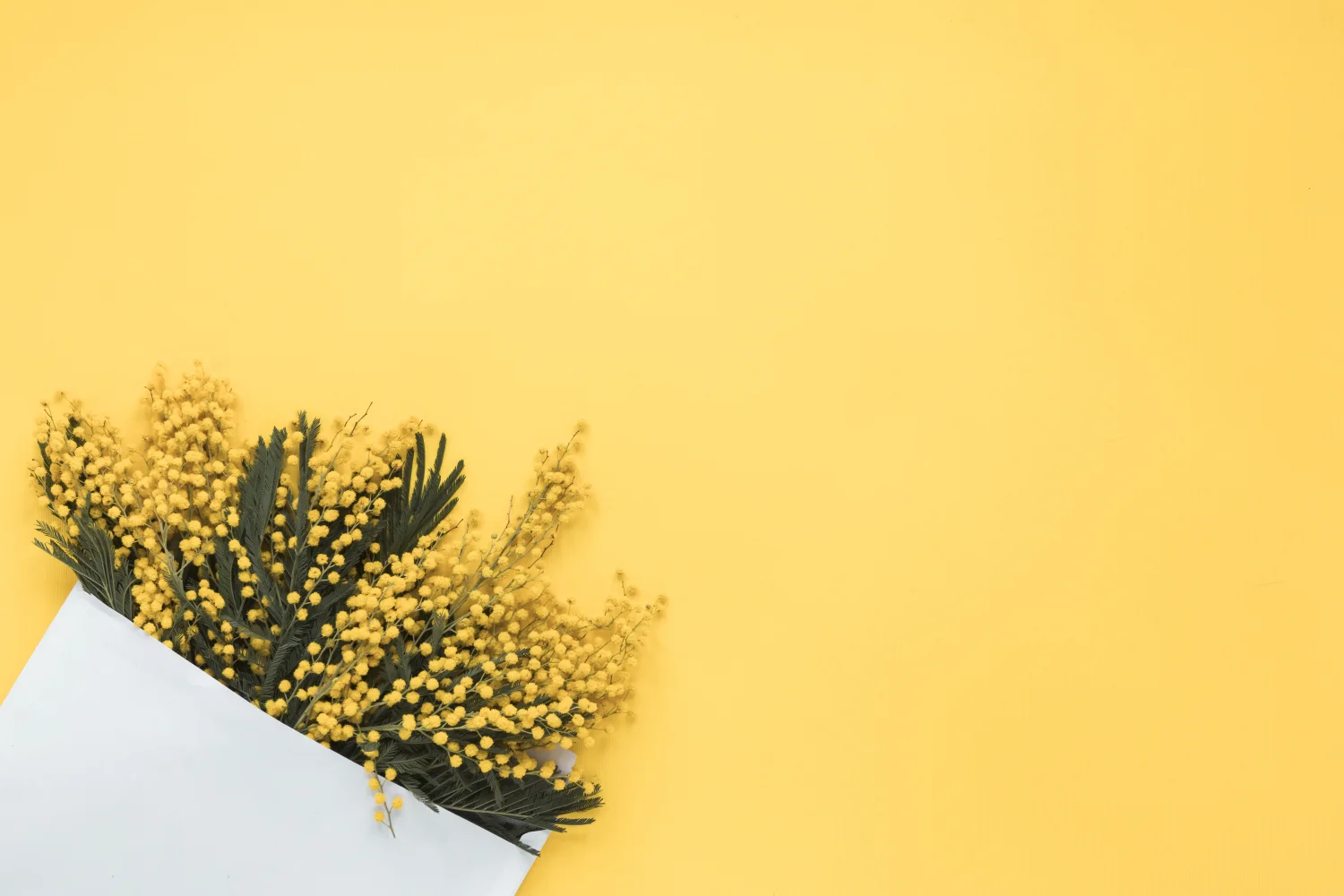 Gelbe Blume Mimose, Vorlage für Grußkarten