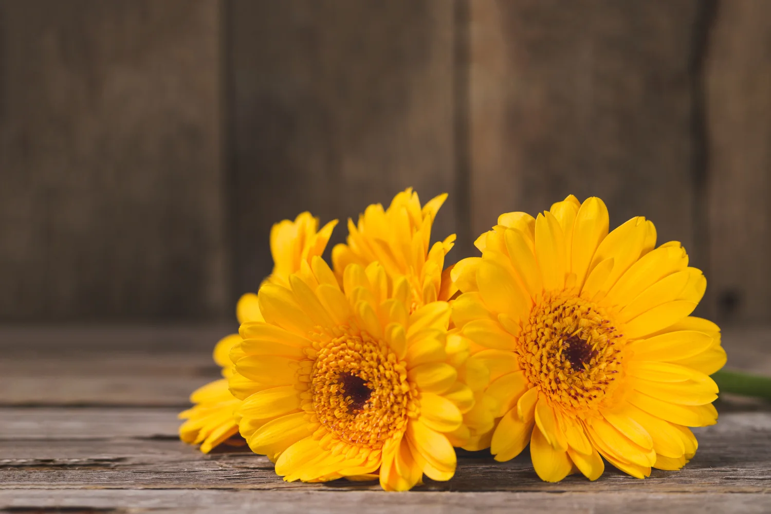 Gelbe Gerbera auf hölzernem Tisch