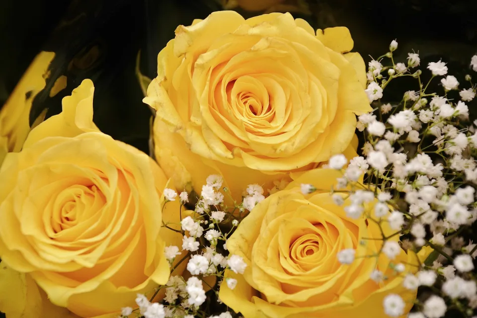 Gelbe Rose mit weißen Blumen Schleierkraut