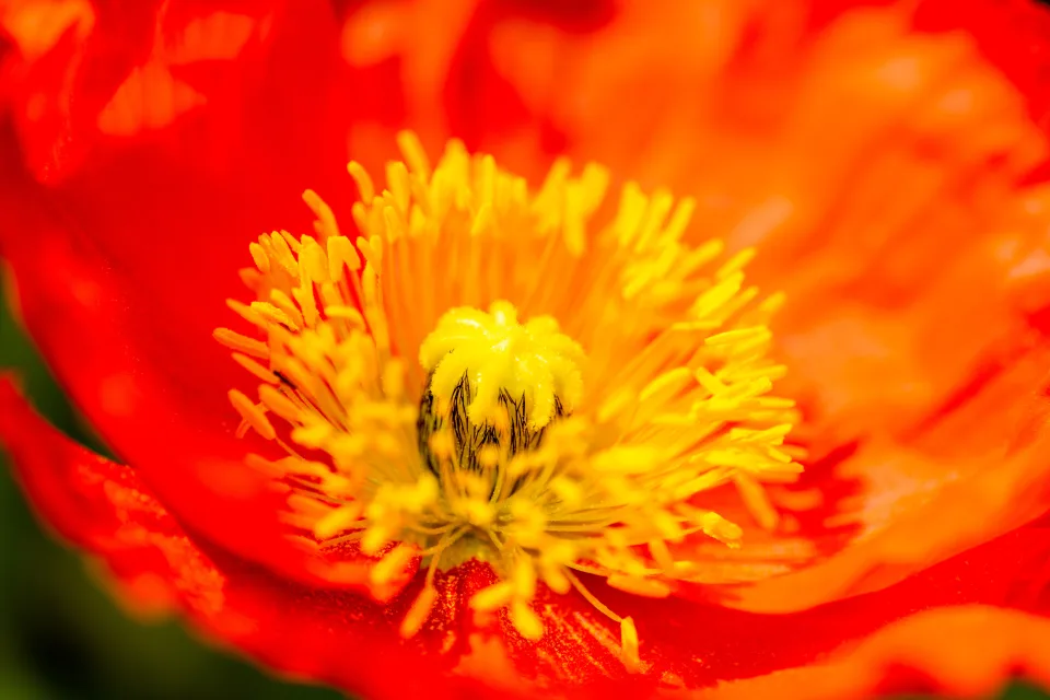 Gelbe roten Mohn in Nahaufnahme