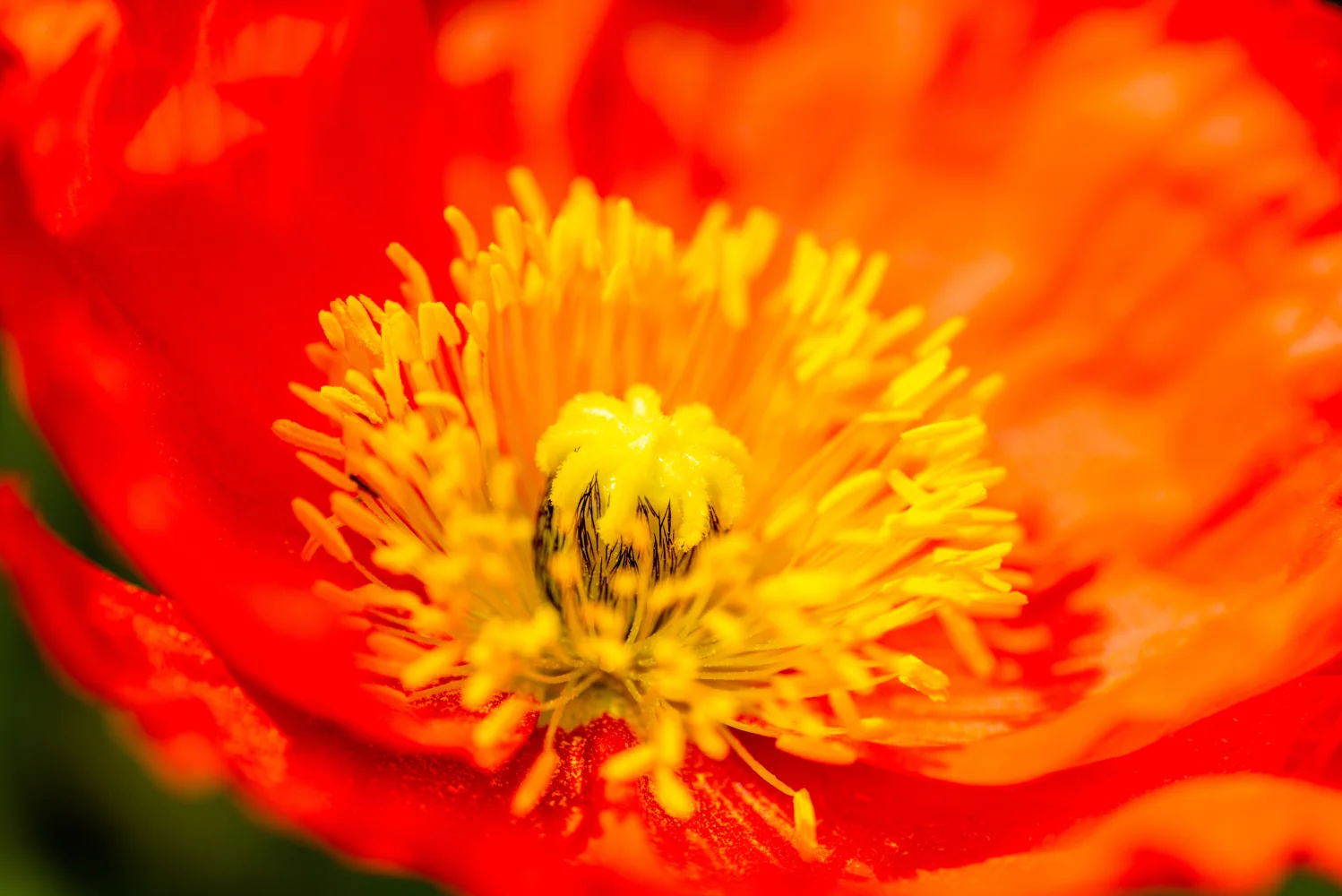 Gelbe roten Mohn in Nahaufnahme