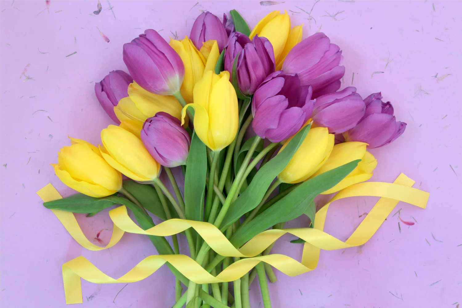 Gelbe und fliederfarbene Tulpen mit Schleife