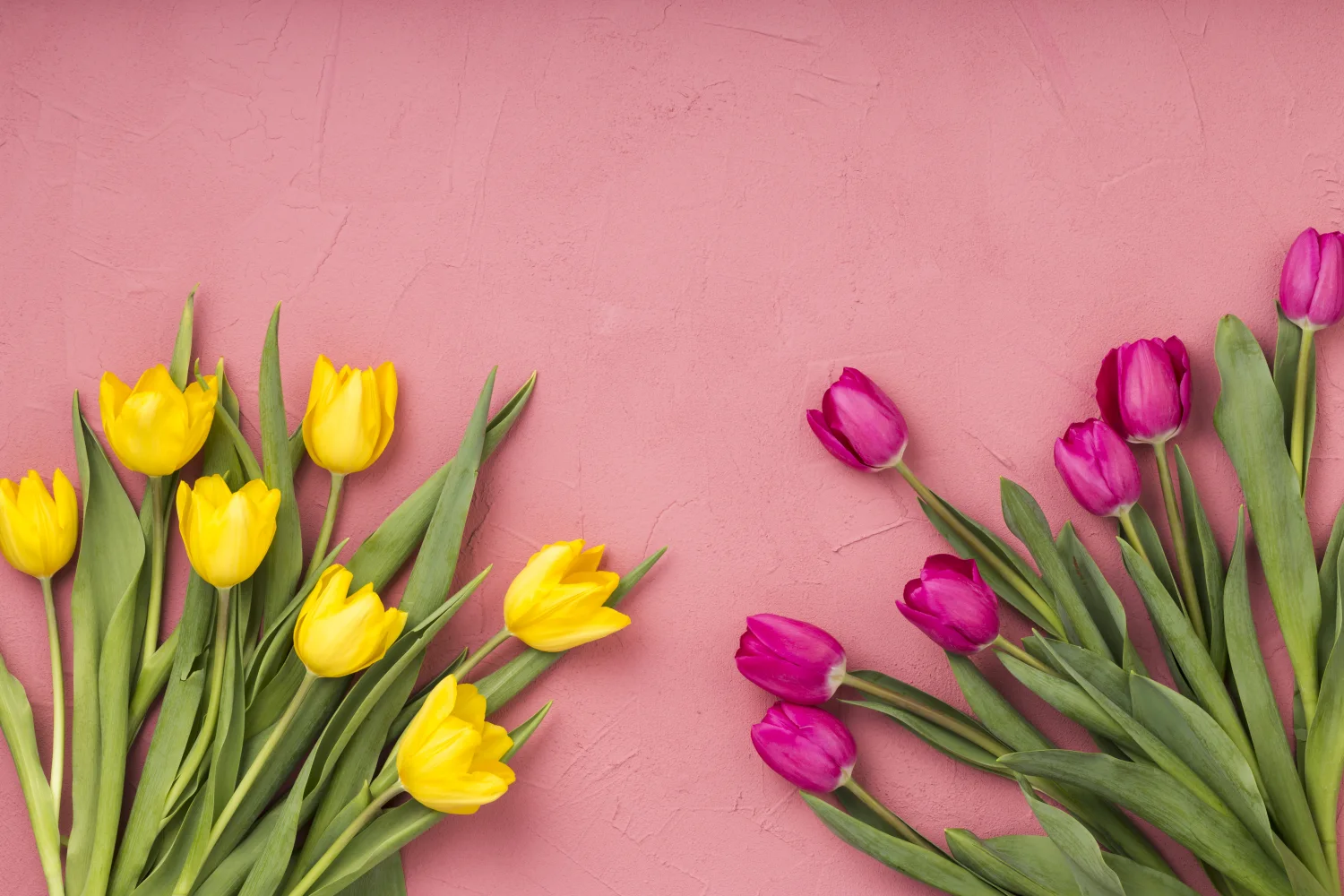 Gelbe und fliederfarbene Tulpen vor rosa Hintergrund