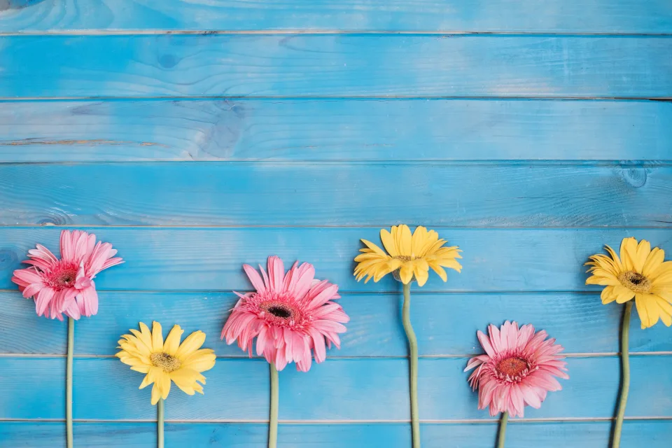 Gelbe und rosa Blume Gerbera vor hellblauem Hintergrund