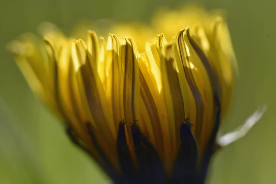 Gelber Blume Chrysanthemen in Nahaufnahme