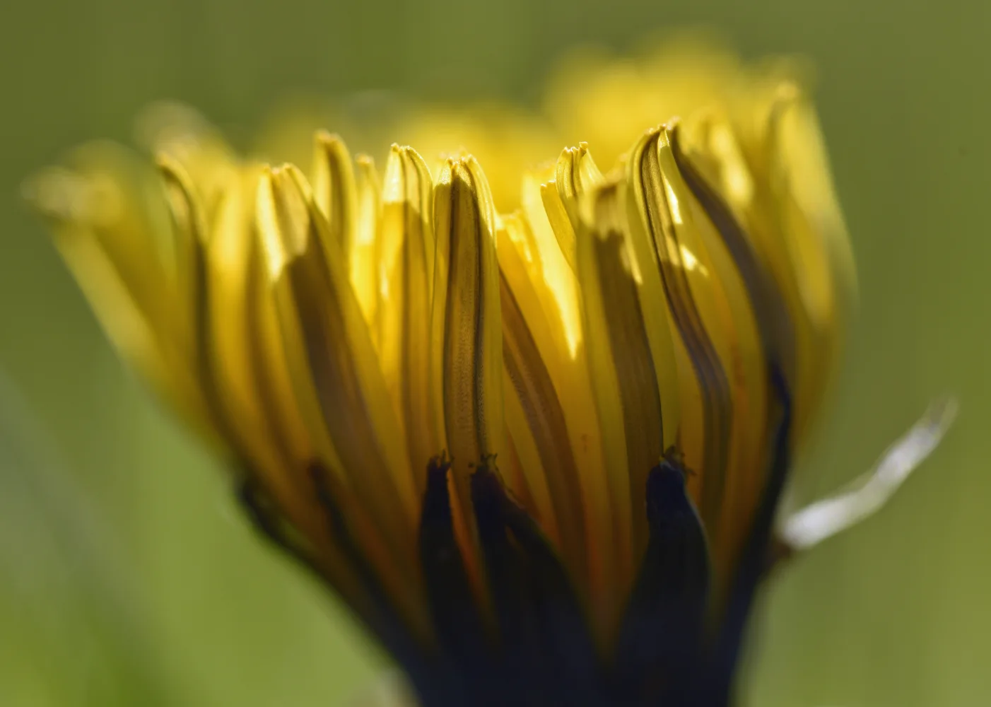 Gelber Blume Chrysanthemen in Nahaufnahme