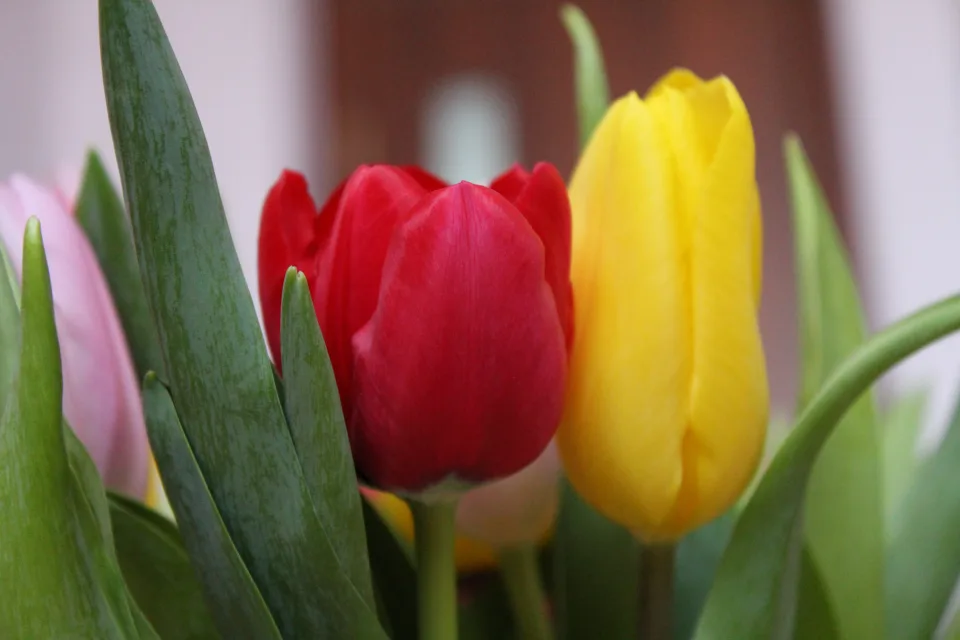 Gelber und roter Tulpen in Nahaufnahme
