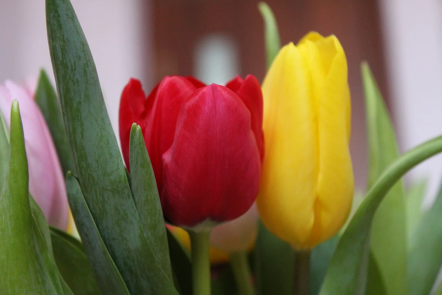 Gelber und roter Tulpen in Nahaufnahme