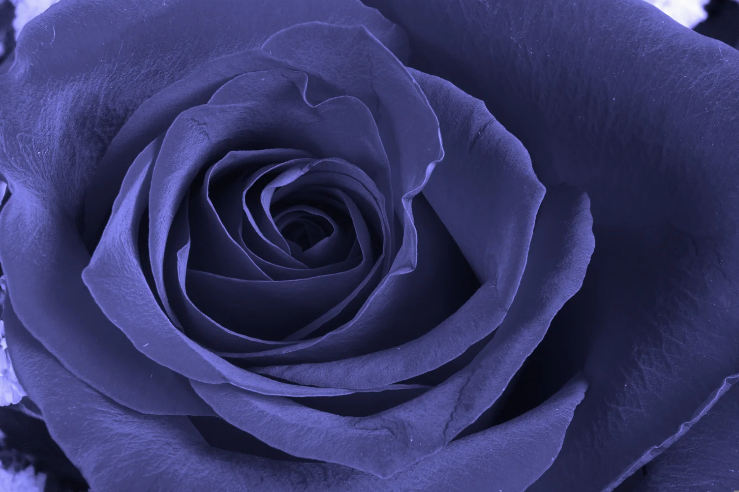 Große blaue Rose in Nahaufnahme