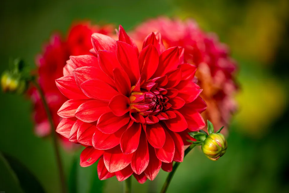Große rote Dahlie mit Knospe im Sonnenlicht auf Blumenbeet im Sommer