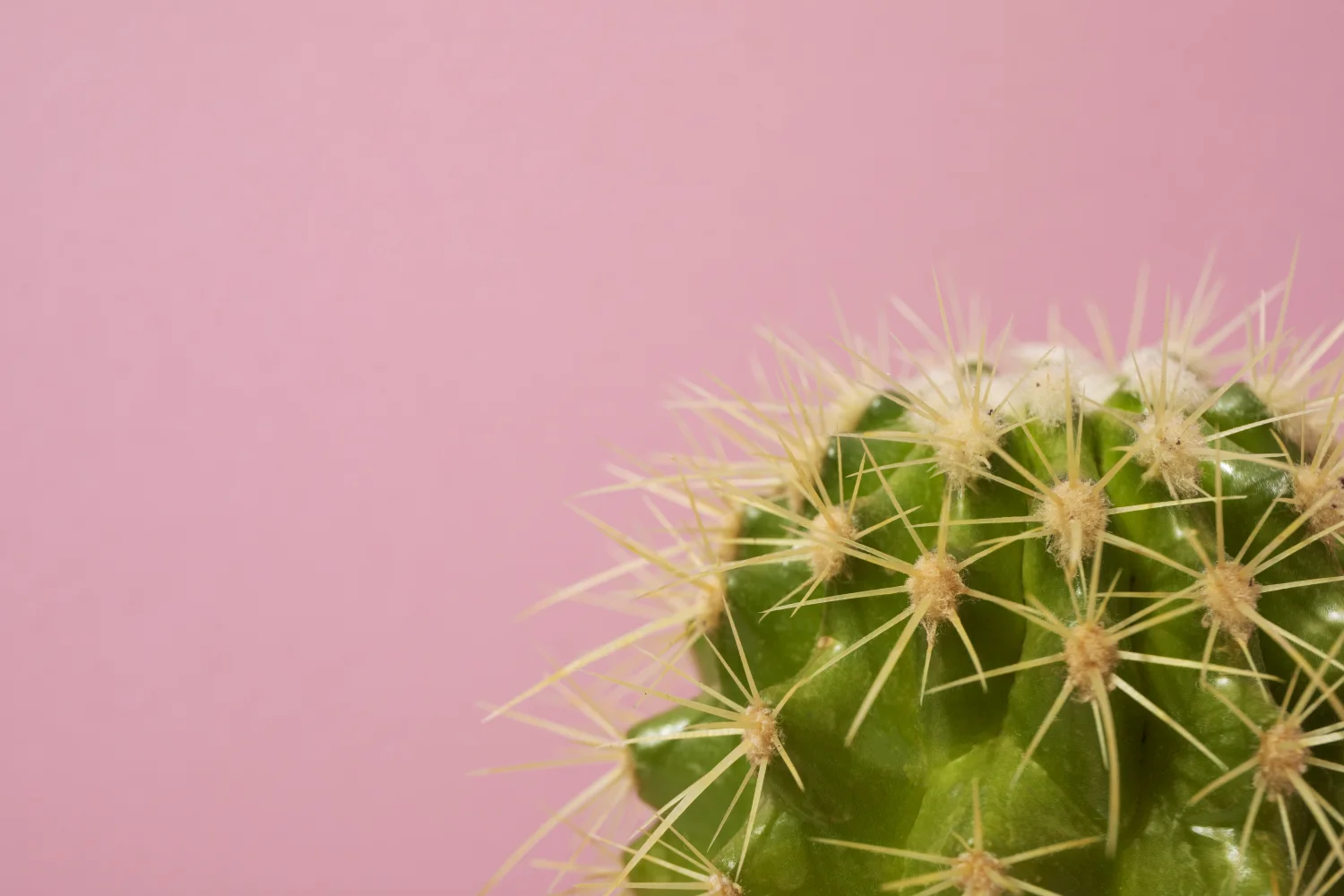 Grüner stacheliger Kaktus vor rosa Hintergrund