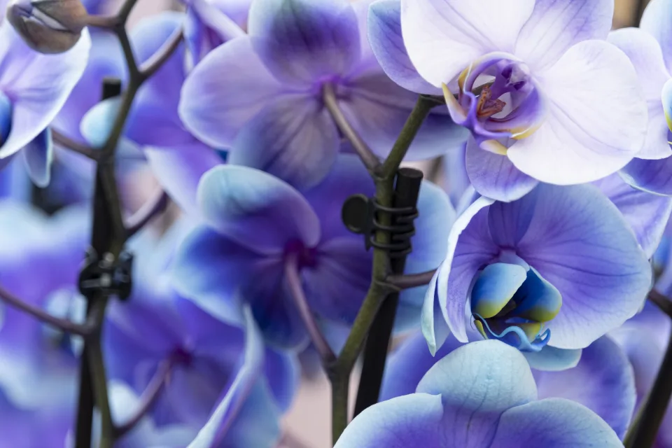 Hellblaue Blume Orchideen in Nahaufnahme