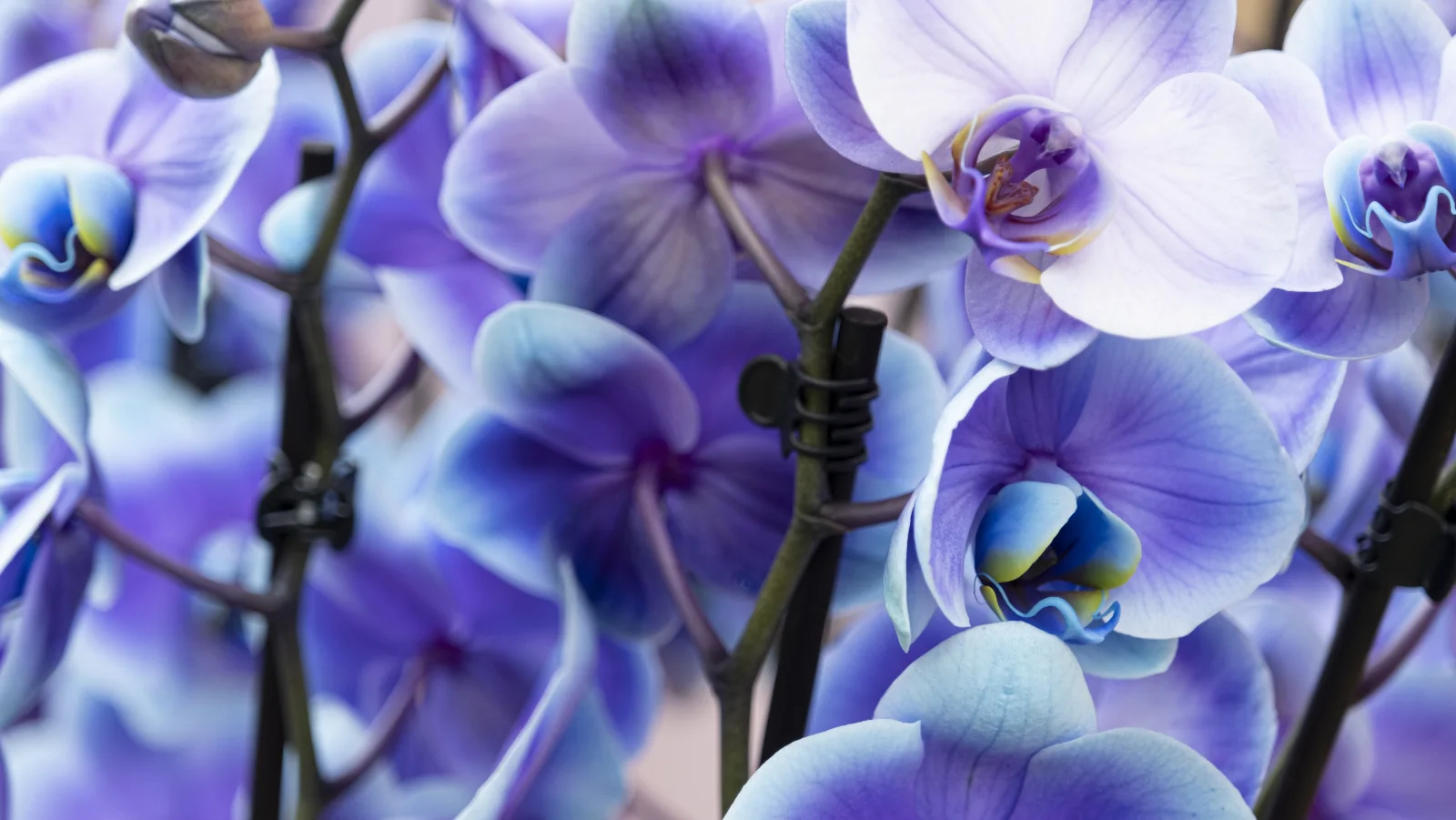Hellblaue Blume Orchideen in Nahaufnahme