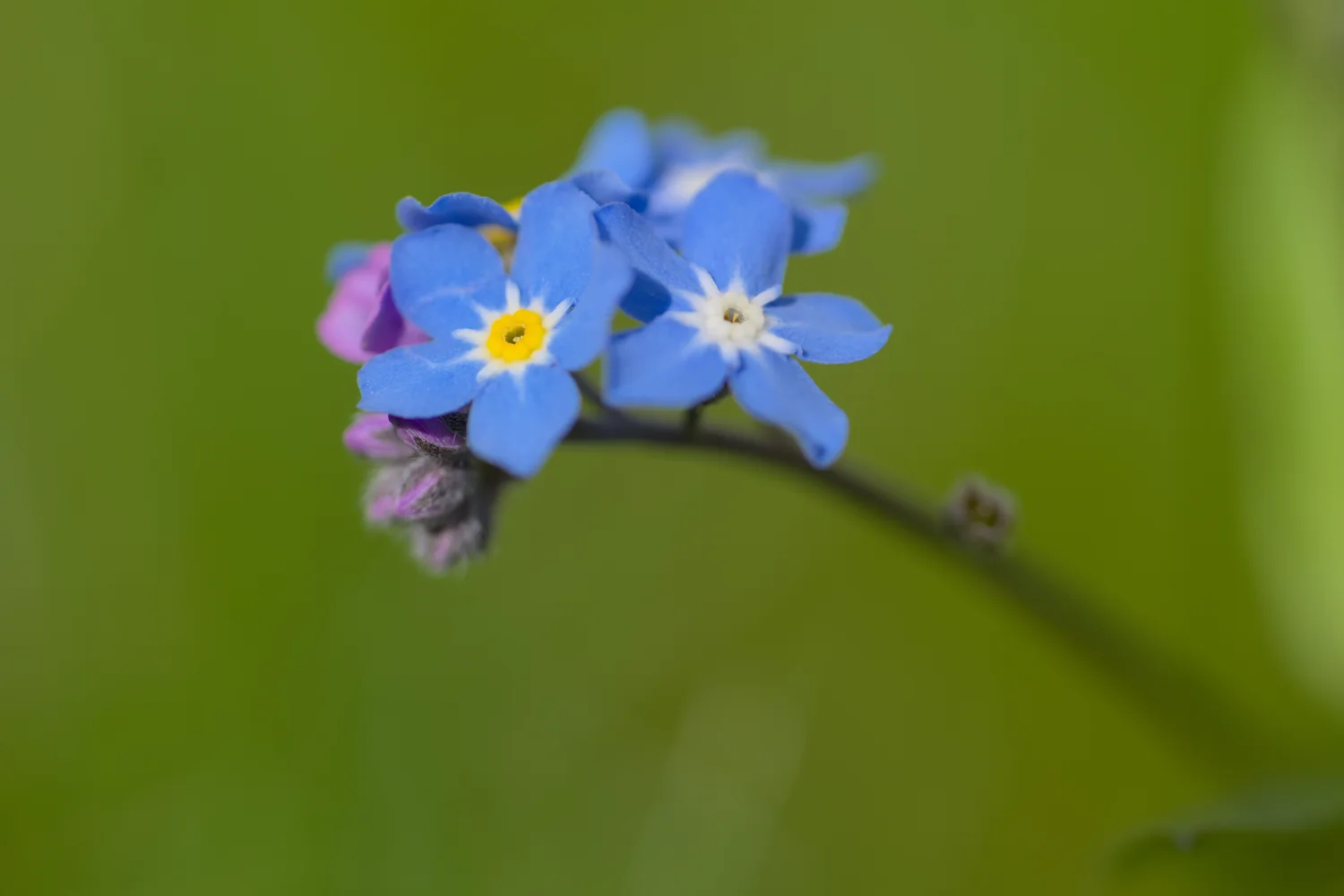 Kleine Blume vor grünem Hintergrund
