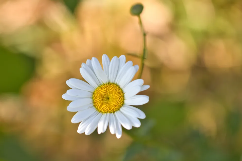 Kleine Wiesen weiße Gänseblümchen mit Knospe