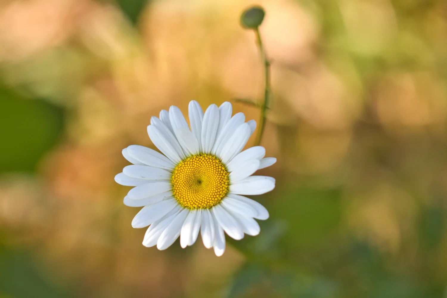 Kleine Wiesen weiße Gänseblümchen mit Knospe
