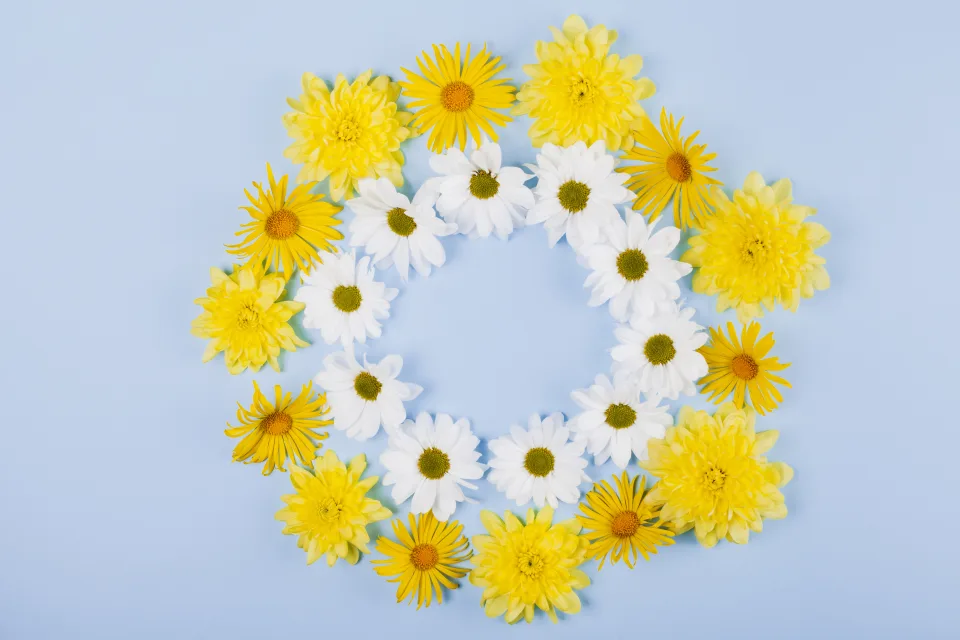Kreise aus Blume gelben und weißen Chrysanthemen vor hellblauem Hintergrund