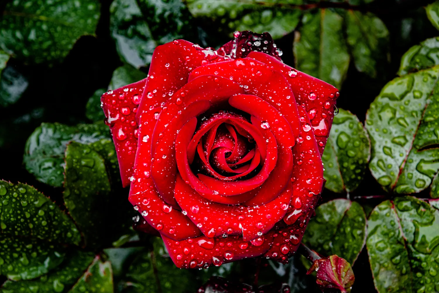 Leuchtende Rose mit Regentropfen mit grünen Blättern